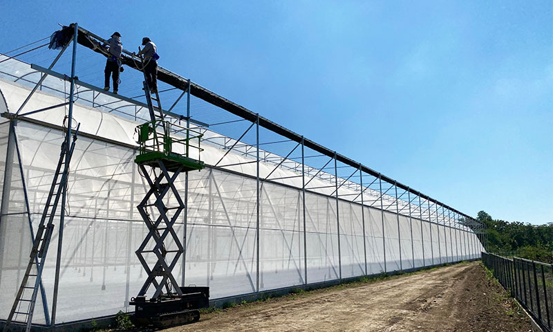 Our greenhouse's significant height, exceeding 7.5 metres, creates a substantial air buffer within the structure