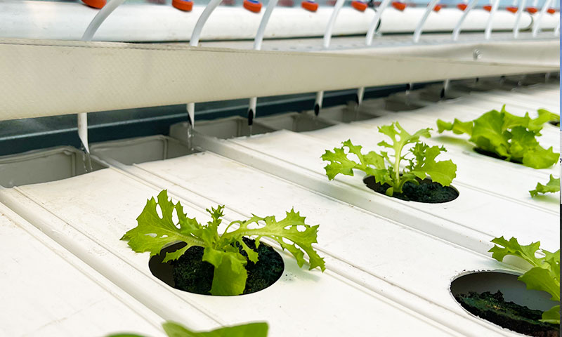 Providing the plant with precise quantities of water and nutrients at the optimal moments is vital for achieving the desired production yields and quality