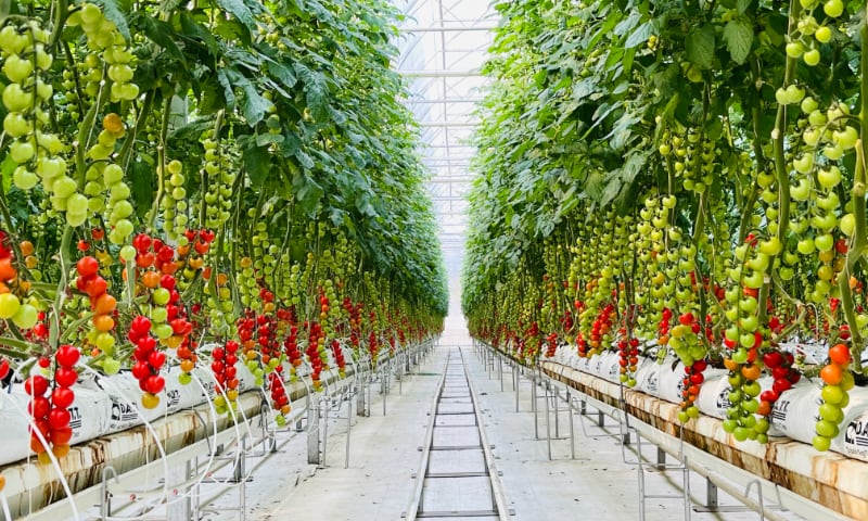With a dedicated focus on the innovation of horticultural practices, we strive to push the boundaries of what is achievable within the industry in Asia and Thailand.