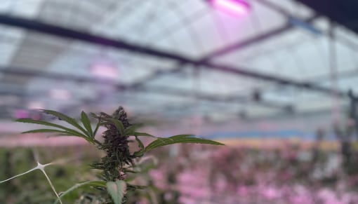 Light or Photoperiod Control​