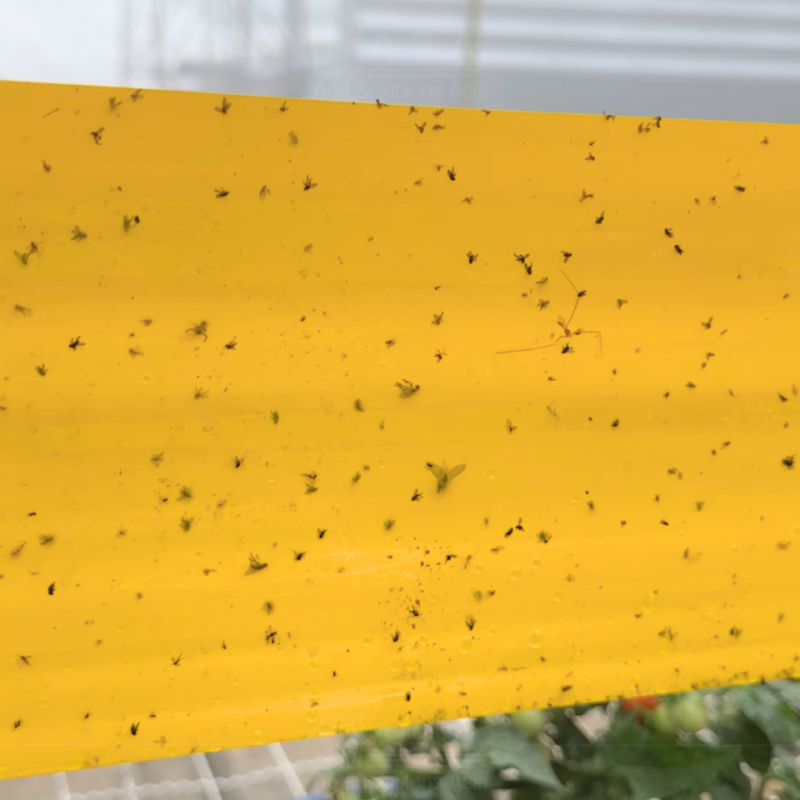 SET Yellow sticky trap (1 roll and 4 bottle insect glue) - Image 2