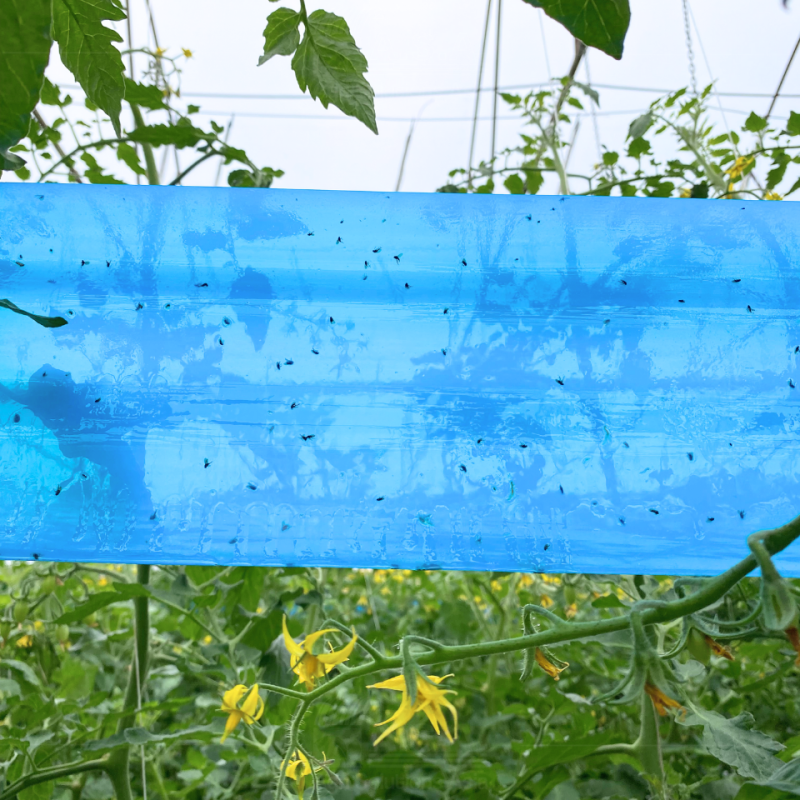 SET Blue  sticky trap (1 roll and 4 bottle insect glue) - Image 2