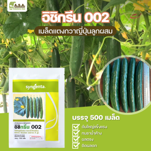 Cucumber Ishi Green002