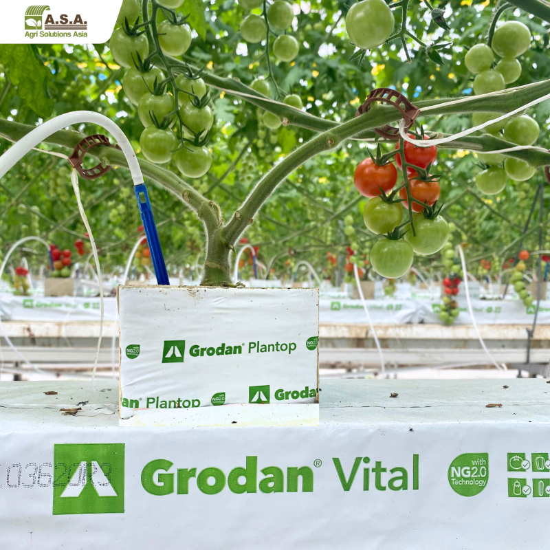 Grodan Plantop 6.5 - Image 3